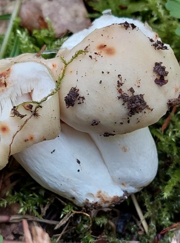 HOLUBINKA PARKOVÁ (Russula exalbicans) FOTO: Marta Knauerová, 6/2023