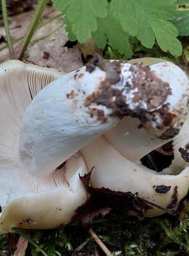 HOLUBINKA PARKOVÁ (Russula exalbicans) FOTO: Marta Knauerová, 6/2023