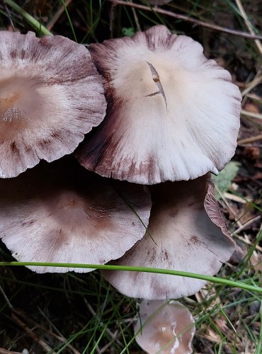 KŘEHUTKA CANDOLLEOVA (Psathyrella candolleana) FOTO: Marta Knauerová, 6/2023