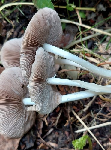 KŘEHUTKA CANDOLLEOVA (Psathyrella candolleana) FOTO: Marta Knauerová, 6/2023