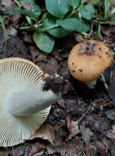 HOLUBINKA z okruhu holubinky hřebenité (Russula sp.) FOTO: Marta Knauerová, 7/2023