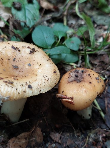 HOLUBINKA z okruhu holubinky hřebenité (Russula sp.) FOTO: Marta Knauerová, 7/2023