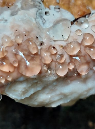 TROUDNATEC PÁSOVANÝ (Fomitopsis pinicola) FOTO: Marta Knauerová, 7/2023