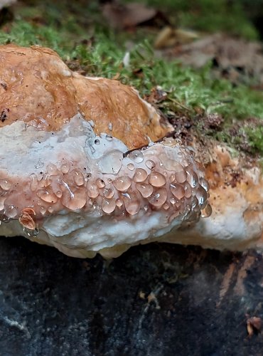 TROUDNATEC PÁSOVANÝ (Fomitopsis pinicola) FOTO: Marta Knauerová, 7/2023