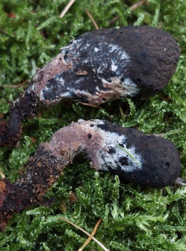 DŘEVNATKA KYJOVITÁ neboli MNOHOTVÁRNÁ (Xylaria polymorpha). Tuto dřevnatku porůstá druh vatičky (Tomentella) čili bazidiomycet na askomycetu. Většinou to bývá opačně, kdy bazidiomycet je kolonizován askomycetem. FOTO: Marta Knauerová, 8/2023