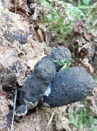 DŘEVNATKA KYJOVITÁ neboli MNOHOTVÁRNÁ (Xylaria polymorpha). Tuto dřevnatku porůstá druh vatičky (Tomentella) čili bazidiomycet na askomycetu. Většinou to bývá opačně, kdy bazidiomycet je kolonizován askomycetem. FOTO: Marta Knauerová, 8/2023