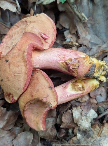 HŘIB RUBÍNOVÝ (Rubinoboletus rubinus) velmi vzácný, zapsán v Červeném seznamu hub (makromycetů) v kategorii EN – ohrožený druh. V roce 2023 potvrzena další lokalita. FOTO: Marta Knauerová, 8/2023