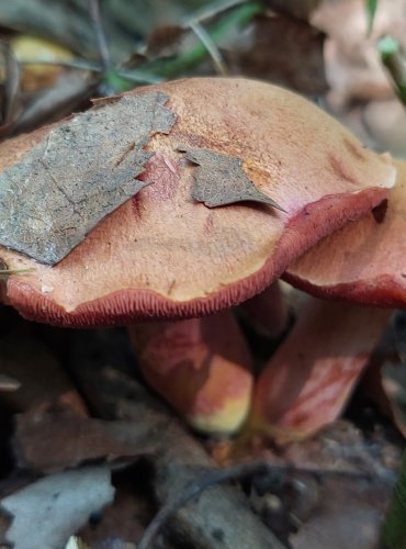 HŘIB RUBÍNOVÝ (Rubinoboletus rubinus) velmi vzácný, zapsán v Červeném seznamu hub (makromycetů) v kategorii EN – ohrožený druh. V roce 2023 potvrzena další lokalita. FOTO: Marta Knauerová, 8/2023