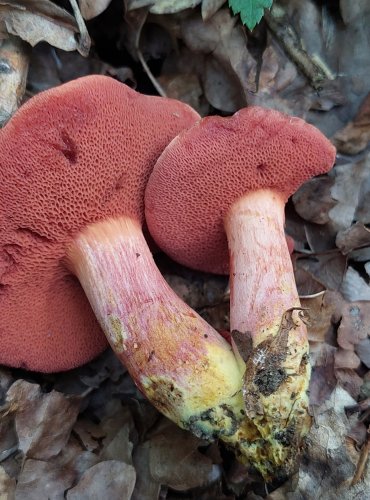 HŘIB RUBÍNOVÝ (Rubinoboletus rubinus) velmi vzácný, zapsán v Červeném seznamu hub (makromycetů) v kategorii EN – ohrožený druh. V roce 2023 potvrzena další lokalita. FOTO: Marta Knauerová, 8/2023