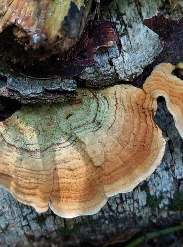 PEVNÍK PLSTNATÝ (Stereum subtomentosum) FOTO: Marta Knauerová, 8/2023