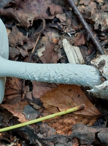 POŠVATKA z okruhu pošvatky obecné (Amanita vaginata), FOTO: Marta Knauerová, 8/2023