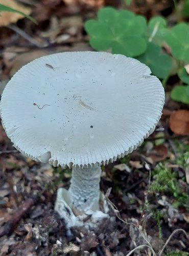 POŠVATKA z okruhu pošvatky obecné (Amanita vaginata), FOTO: Marta Knauerová, 8/2023