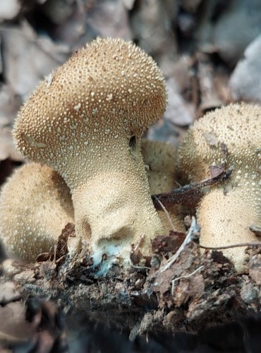 PÝCHAVKA OBECNÁ (Lycoperdon perlatum) FOTO: Marta Knauerová, 8/2023