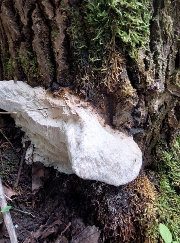 BĚLOCHOROŠ JABLOŇOVÝ (Aurantiporus fissilis) FOTO: Marta Knauerová, 8/2023