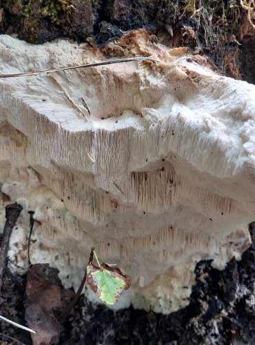 BĚLOCHOROŠ JABLOŇOVÝ (Aurantiporus fissilis) FOTO: Marta Knauerová, 8/2023