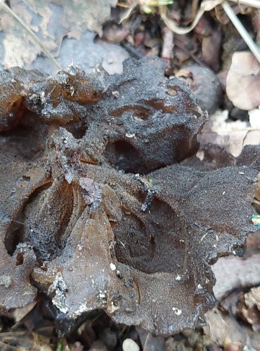 ČERNOROSOL UŤATÝ (Exidia truncata) FOTO: Marta Knauerová, 8/2023