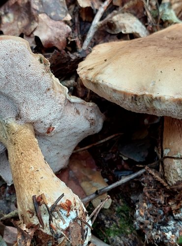 HŘIB ŽLUČNÍK (Tylopilus felleus) FOTO: Marta Knauerová, 8/2023