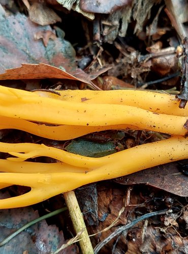 KRÁSNORŮŽEK LEPKAVÝ (Calocera viscosa) FOTO: Marta Knauerová, 8/2023