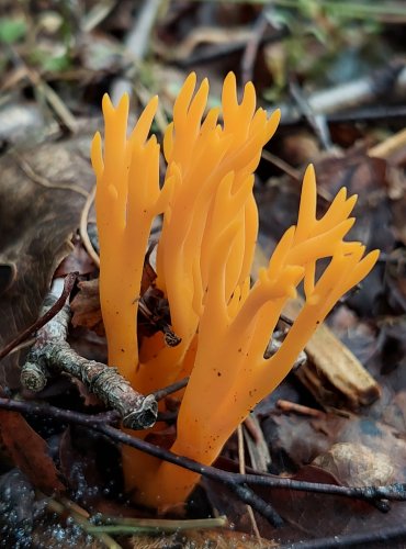 KRÁSNORŮŽEK LEPKAVÝ (Calocera viscosa) FOTO: Marta Knauerová, 8/2023