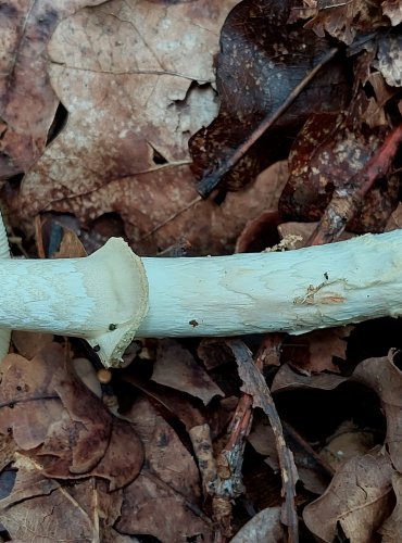 MUCHOMŮRKA CITRONOVÁ (Amanita citrina) FOTO: Marta Knauerová, 8/2023