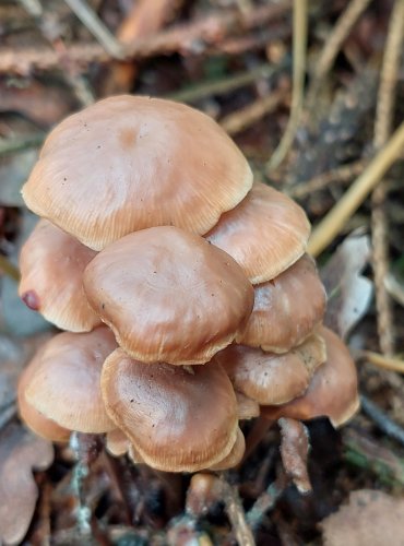 PENÍZOVKA SPLÝVAVÁ (Gymnopus confluens) FOTO: Marta Knauerová, 8/2023