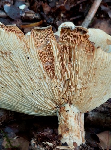 RYZEC PLSTNATÝ (Lactarius vellereus) FOTO: Marta Knauerová, 8/2023