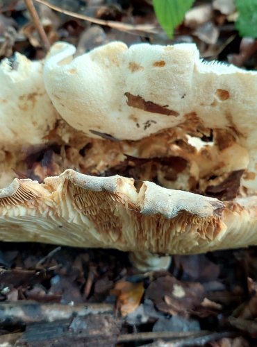 RYZEC PLSTNATÝ (Lactarius vellereus) FOTO: Marta Knauerová, 8/2023