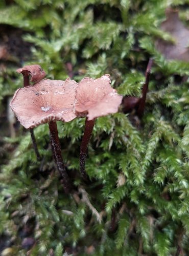 ŠPIČKA ČESNEKOVÁ (Mycetinis scorodonius) FOTO: Marta Knauerová, 8/2023