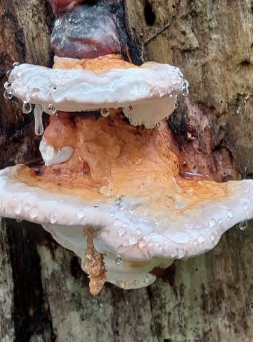 TROUDNATEC PÁSOVANÝ (Fomitopsis pinicola) FOTO: Marta Knauerová, 8/2023