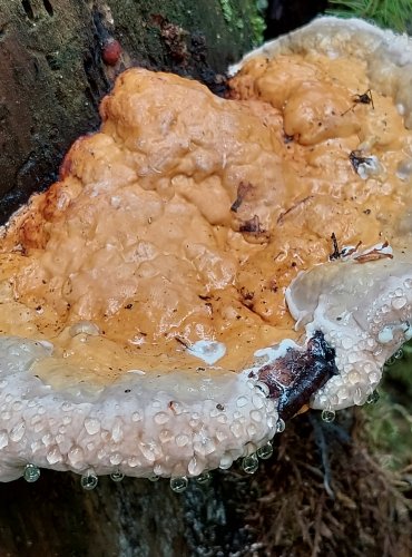 TROUDNATEC PÁSOVANÝ (Fomitopsis pinicola) FOTO: Marta Knauerová, 8/2023