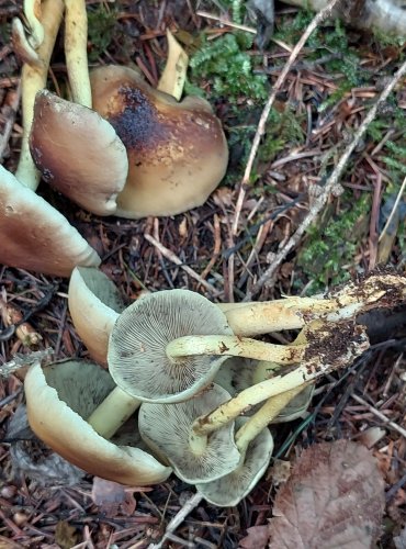 TŘEPENITKA SVAZČITÁ (Hypholoma fasciculare) FOTO: Marta Knauerová, 8/2023