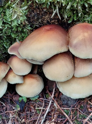 TŘEPENITKA SVAZČITÁ (Hypholoma fasciculare) FOTO: Marta Knauerová, 8/2023