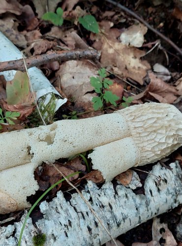 HADOVKA SMRDUTÁ (Phallus impudicus) FOTO: Marta Knauerová, 8/2023