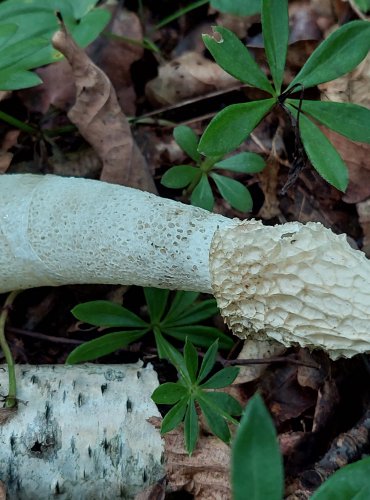 HADOVKA SMRDUTÁ (Phallus impudicus) FOTO: Marta Knauerová, 8/2023