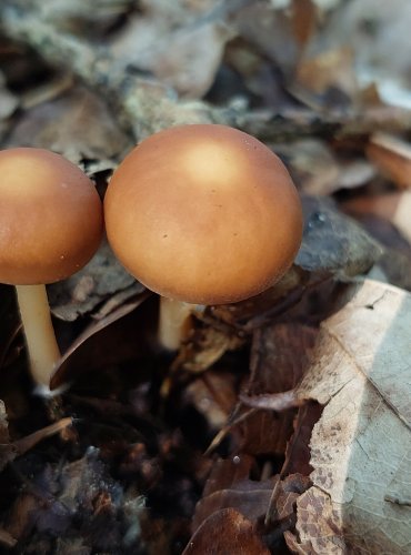 PENÍZOVKA DUBOVÁ (Gymnopus dryophilus) FOTO: Marta Knauerová, 8/2023