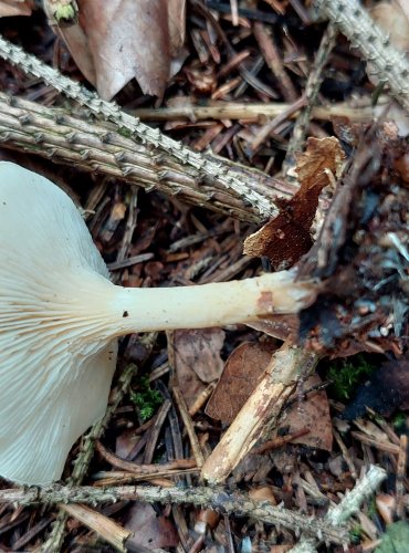 STRMĚLKA LISTOMILNÁ (Clitocybe phyllophila) FOTO: Marta Knauerová, 8/2023