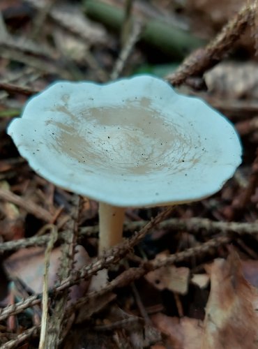 STRMĚLKA LISTOMILNÁ (Clitocybe phyllophila) FOTO: Marta Knauerová, 8/2023