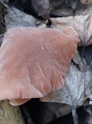 UCHO JIDÁŠOVO (Auricularia auricula-judae) FOTO: Marta Knauerová, 8/2023