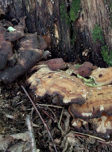 VĚJÍŘOVEC OBROVSKÝ (Meripilus giganteus) FOTO: Marta Knauerová, 8/2023