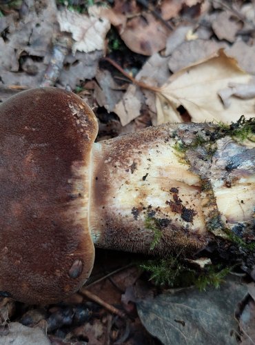 ČECHRATICE ČERNOHUŇATÁ (Tapinella atrotomentosa) FOTO: Marta Knauerová, 9/2023