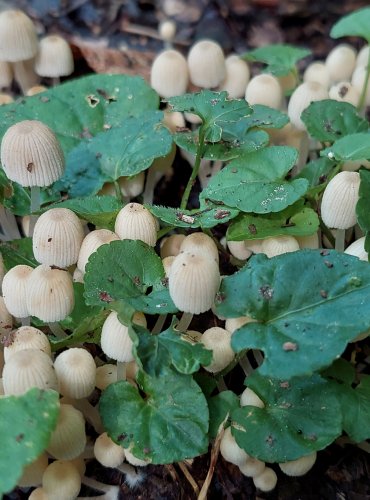 HNOJNÍK NASETÝ (Coprinellus disseminatus) FOTO: Marta Knauerová, 9/2023