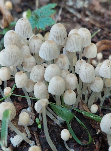 HNOJNÍK NASETÝ (Coprinellus disseminatus) FOTO: Marta Knauerová, 9/2023