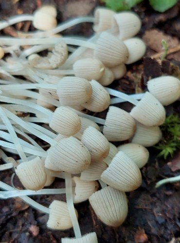 HNOJNÍK NASETÝ (Coprinellus disseminatus) FOTO: Marta Knauerová, 9/2023