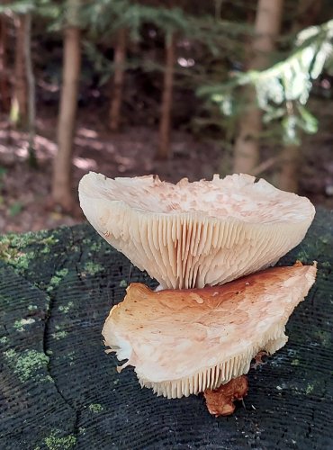 HOUŽEVNATEC ŠUPINATÝ (Neolentinus lepideus) FOTO: Marta Knauerová, 9/2023