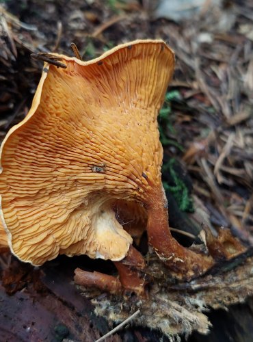 LIŠTIČKA POMERANČOVÁ (Hygrophoropsis aurantiaca) FOTO: Marta Knauerová, 9/2023