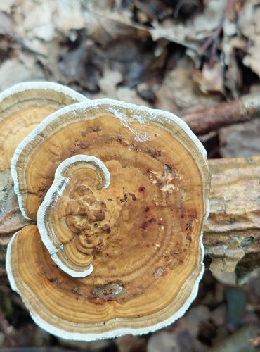 SÍŤKOVEC NAČERVENALÝ (Daedaleopsis confragosa) FOTO: Marta Knauerová, 9/2023