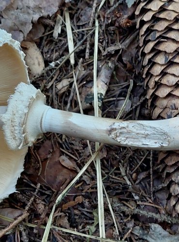 BEDLA ČERVENAJÍCÍ (Chlorophyllum rachodes) FOTO: Marta Knauerová, 9/2023