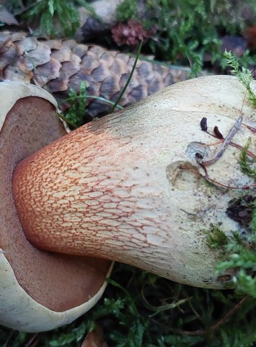 HŘIB KOLODĚJ (Suillellus luridus) FOTO: Marta Knauerová, 9/2023