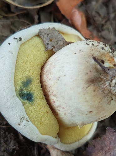 HŘIB MEDOTRPKÝ (Boletus radicans) FOTO: Marta Knauerová, 9/2023