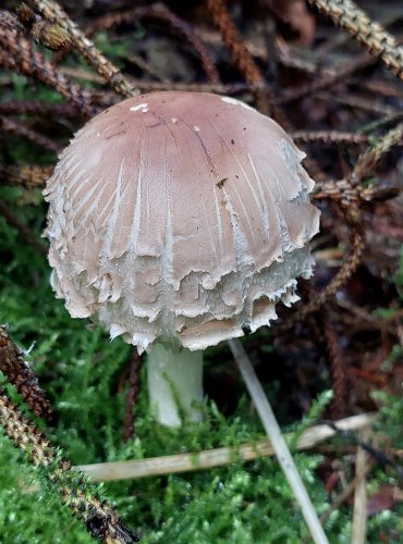 BEDLA ŠEDOHNĚDÁ (Chlorophyllum olivieri) FOTO: Marta Knauerová, 10/2023